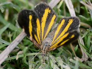 Polilla geómetra/Heterusia quadruplicaria