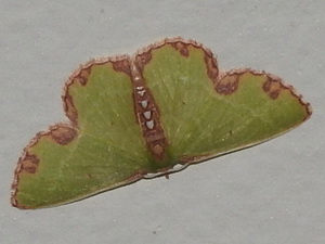 Polilla geómetra/Synchlora gerularia