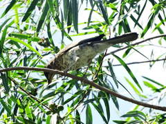 Zorzal chalchalero/Creamy-bellied Thrush