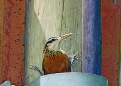 Chinchero chico/Narrow-billed Woodcreeper