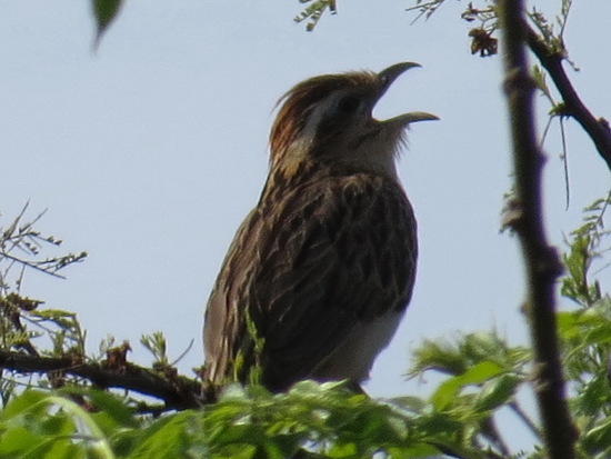 Crespín/Striped Cuckoo