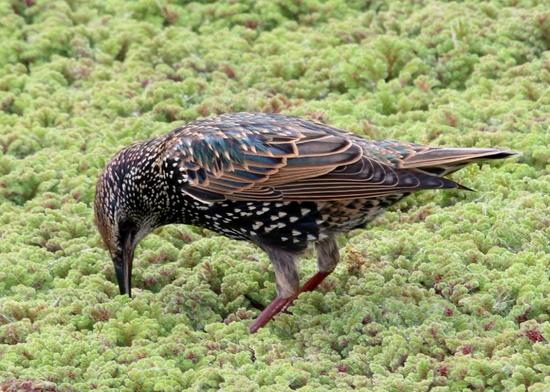 Estornino pinto/European Starling