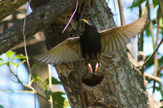 Estornino pinto/European Starling