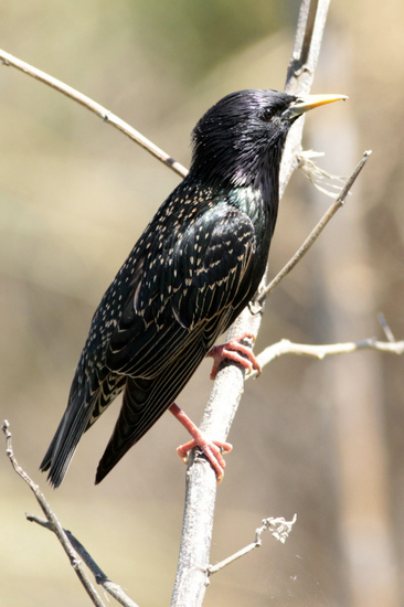 Estornino pinto/European Starling