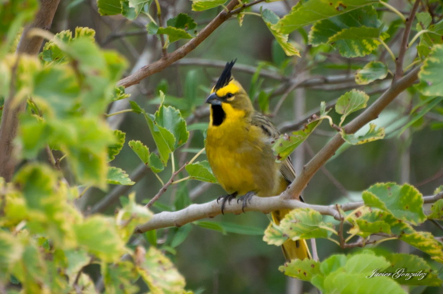 Carde amarillo jgg 16 12 17 11