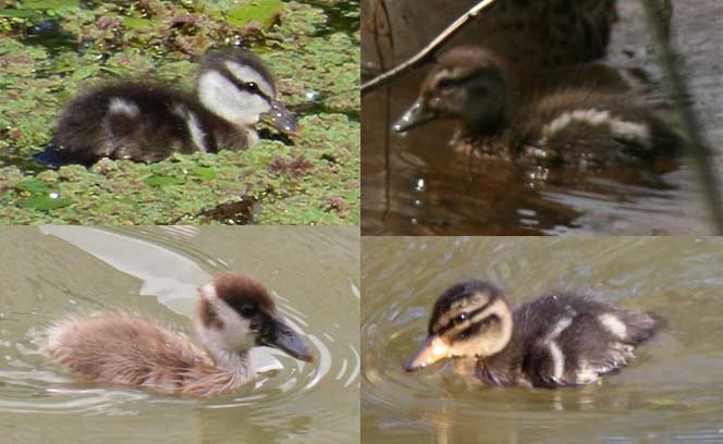 Galería de patitos