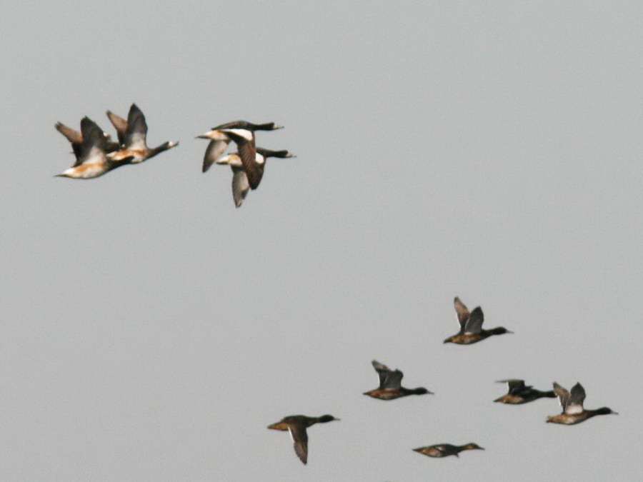 Patos raa 26 7 07