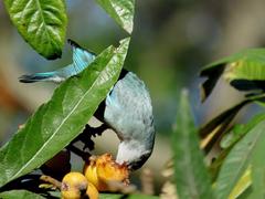 Celestino/Sayaca Tanager