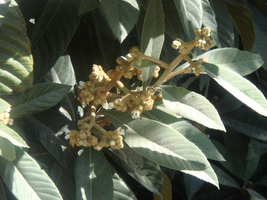 Níspero/Loquat