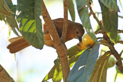 Frutero negro/White-lined Tanager