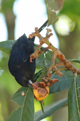 Frutero negro/White-lined Tanager