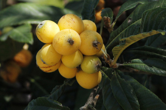 Níspero/Loquat