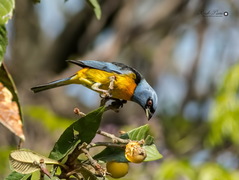 Naranjero/Blue-and-yellow tanager