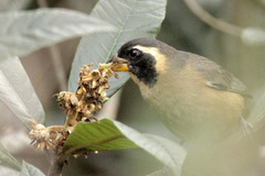 Pepitero de collar/Golden-billed Saltator