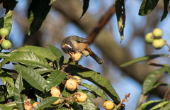 Pepitero de collar/Golden-billed Saltator