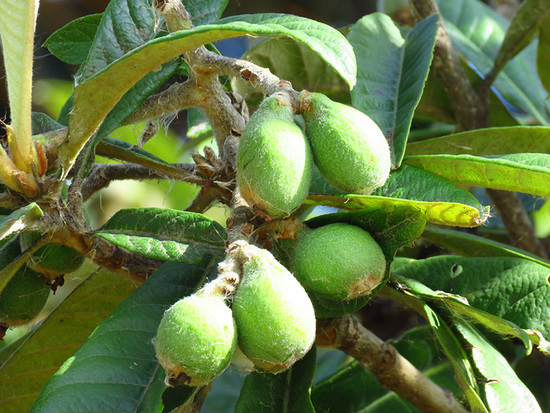 Níspero/Loquat