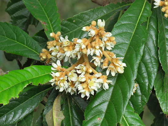 Níspero/Loquat