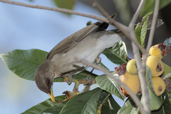 Zorzal chalchalero/Creamy-bellied Thrush