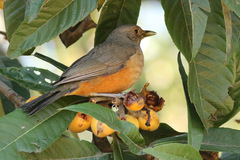 Zorzal colorado/Rufous-bellied Thrush