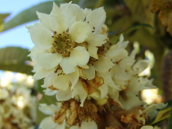 Níspero/Loquat