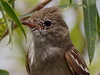 Fiofío grande/Large Elaenia