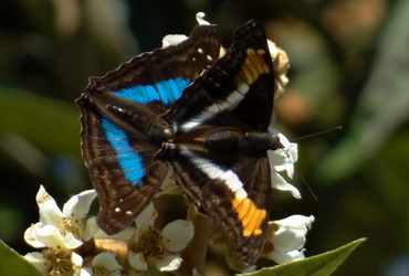 mariposas y polillas