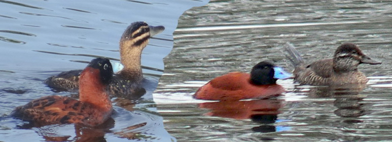 Patos cola rigida1