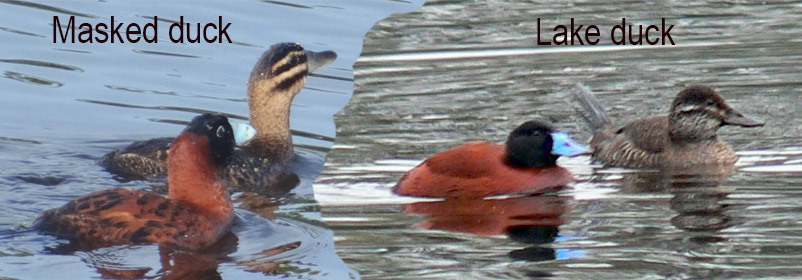 Lake/Masked Duck