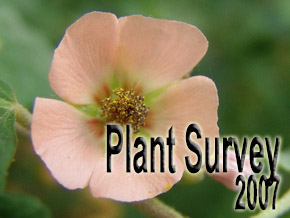 Plant survey 2007