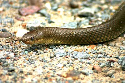 Reserva Ecológica Costanera Sur