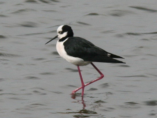 Tero real/Black-backed Stilt