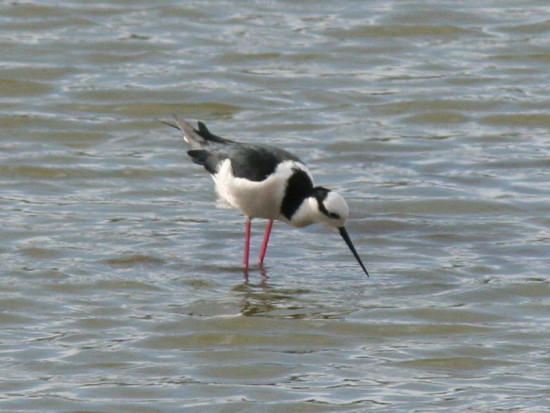 Tero real/Black-backed Stilt