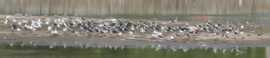 Tero real/Black-backed Stilt