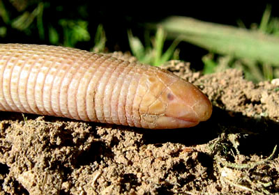 Worm Lizard