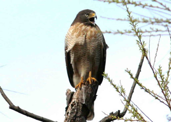 Taguató común/Roadside Hawk