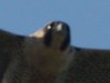 halcón peregrino