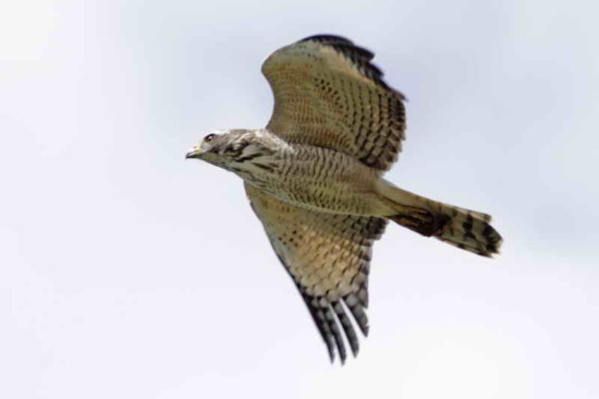 Taguató común/Roadside Hawk