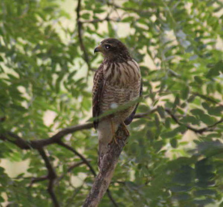 Taguató común/Roadside Hawk