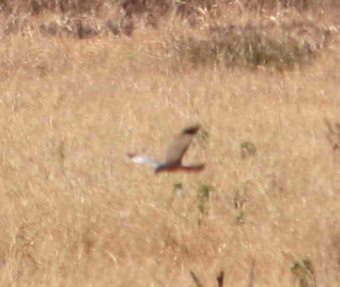 Gavilán ceniciento/Cinereous Harrier