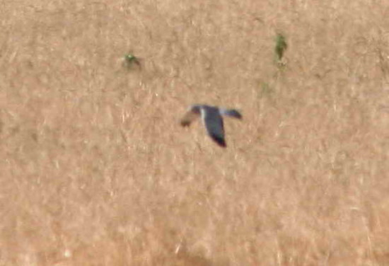 Gavilán ceniciento/Cinereous Harrier