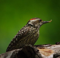 Carpintero bataraz chico/Checkered Woodpecker