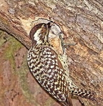 Carpintero bataraz chico/Checkered Woodpecker