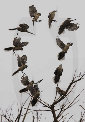 Calandria grande/Chalk-browed Mockingbird