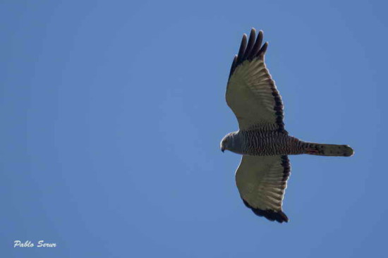 Gavilán ceniciento/Cinereous Harrier