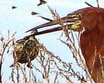 Hocó colorado/Rufescent Tiger-Heron