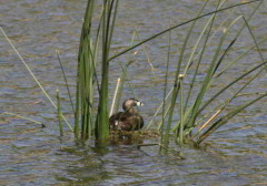 Macá pico grueso/Pied-billed Grebe