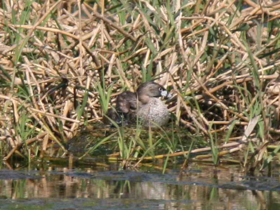 Macá pico grueso/Pied-billed Grebe