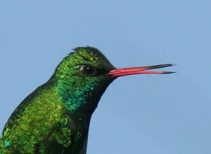 Picaflor común/Glittering-bellied Emerald