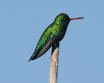 Picaflor común/Glittering-bellied Emerald