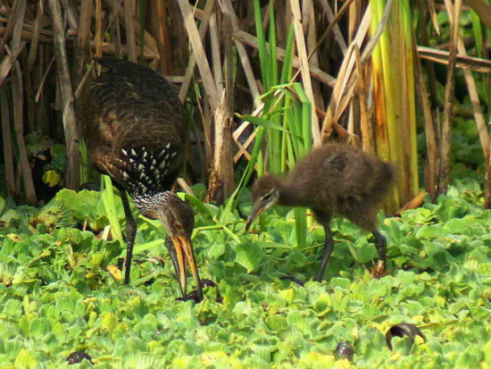 Caraú/Limpkin